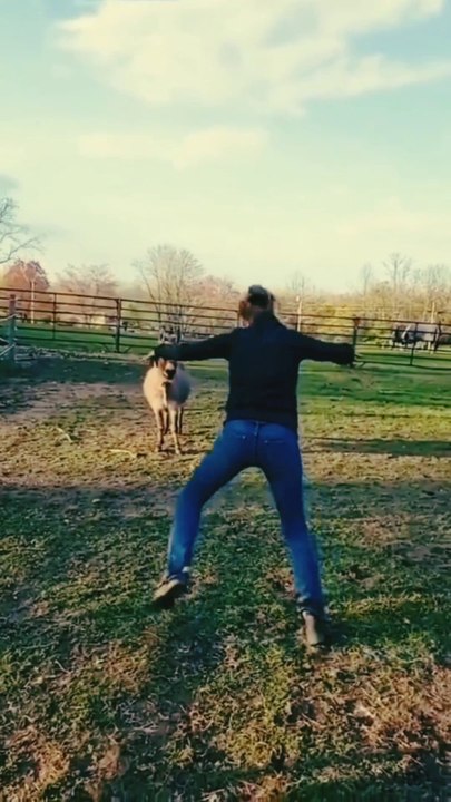 Best funny video of the week | funny animals