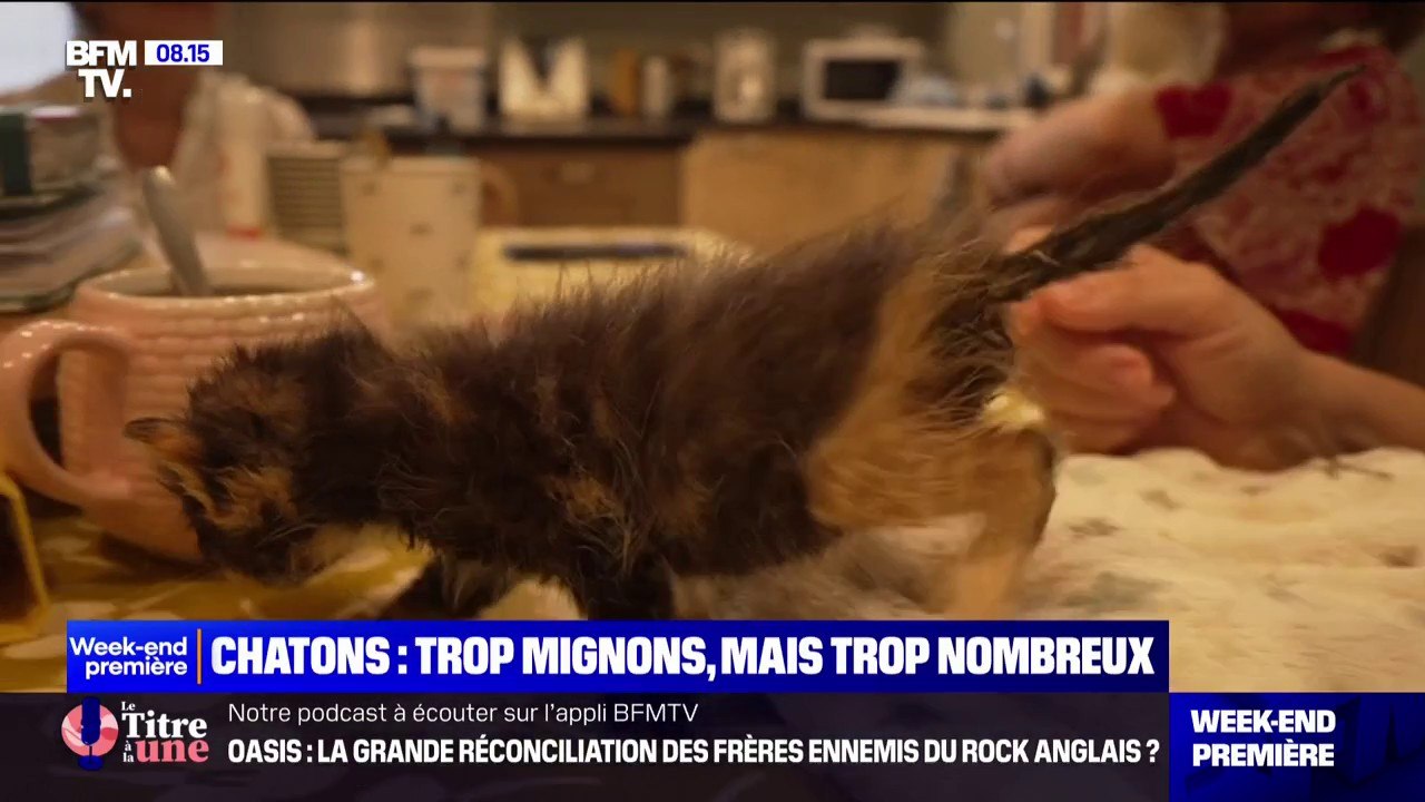 Les associations de protection animale saturées pendant la période de reproduction des chats