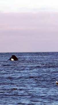 Up close and personal with a Monterey bay celebrity, Angel Wings! Over the course of her 17 years she has delighted the Monterey bay whale watching community with her massive breaches, and magical tail throws. This young lady has been seen over 225 times