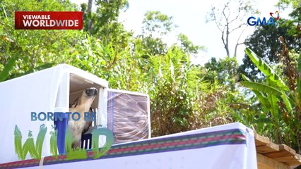 Ang pagbabalik sa wild ng nasagip na agila! | Born to be Wild