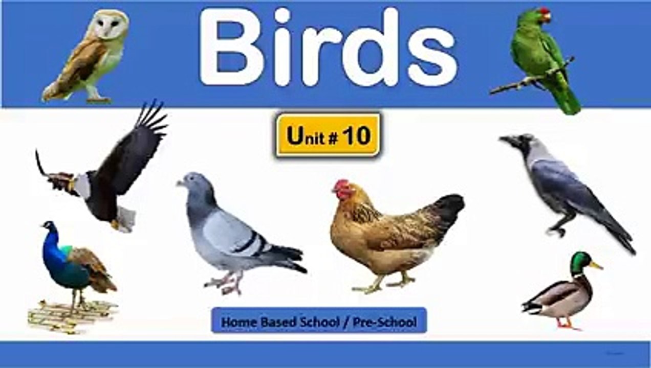 Birds_Name_for_Kids_Basic_Learning_Preschool_[Unit_#_10]
