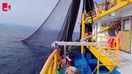 Balıkçıklar ilk gün limana 500 kasa palamutla döndü