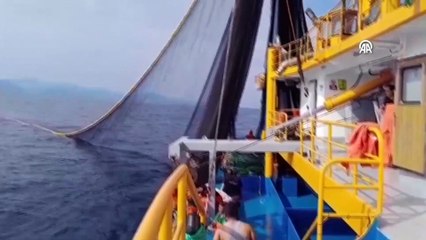 Sinop'ta, balıkçıklar ilk gün limana 500 kasa palamutla döndü