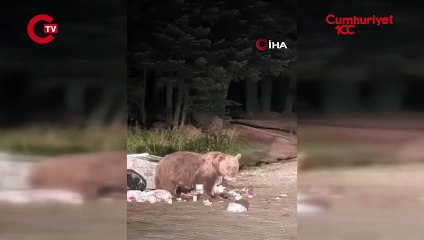 Uludağ’da yemek yiyen ayıya mini konser verdi