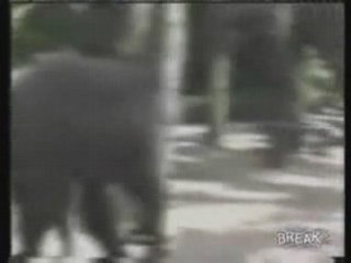 Baby Elephant Knocks Out Old Man