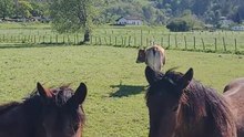 Peaceful Life of Horses and Cows in Cantabria
