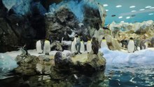 Graceful Penguins at Loro Parque, Tenerife