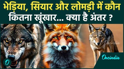 Bahraich: भेड़िया, सियार और लोमड़ी में क्या अंतर होता है, UP में 9 लोगों की जान ली | वनइंडिया हिंदी