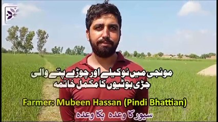 Excellent Result of "ACUBOR" on Rice Crop at Pindi Bhattian