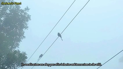 Black Drongo Song | King Drongo Song | King Crow Song |