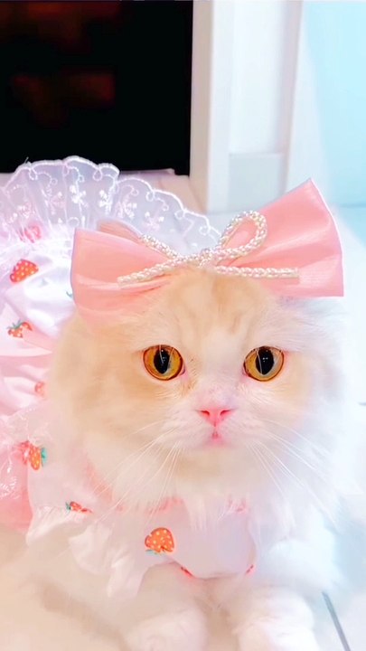 Cute kitty #2024 #cute #cat