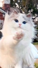 Cute cat modeling #cute #cat #short #2024