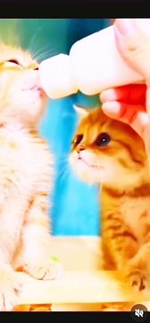 Little cats drinking milk so cute#2024 #cute #cat #short