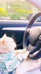 Wow meet with driver kitty #2024 #cute #cat #shorts