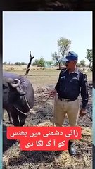 Ya Allah maff krna ab insanyat nhi rahi،#*@