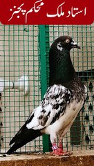 Ustad Malik Mohkam Khokhar Pigeons