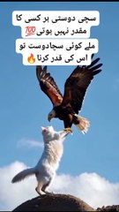 FRIENDSHIP,,,, Here a eagle and cat between friendship