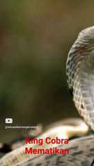 Bisa king.cobra bisa mematikan Gajah Gede