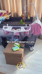 Cats caring baby's