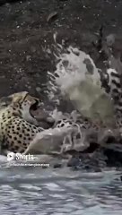 Cheetah Di Terkam Buaya