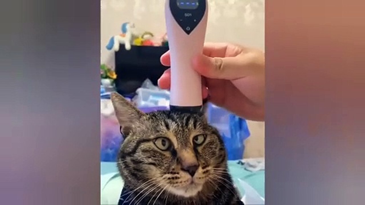 funny cats and dogs funniest moments funny animals