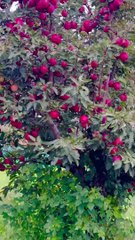 APPLES,,,,,,,, Here is big apples garden