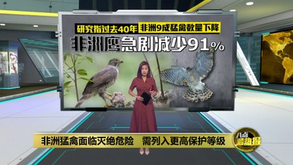 非洲猛禽数量骤降，电线塔事故致触电伤亡增加🦅