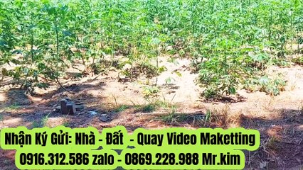 Đất Dầu Tiếng I Ngộp lắm rồi bán gấp 9 x 120 giá rẽ #578