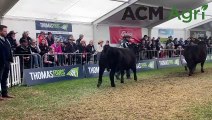 Royal Adelaide Show led steer competition | Stock Journal