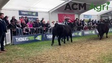 Royal Adelaide Show led steer competition | Stock Journal