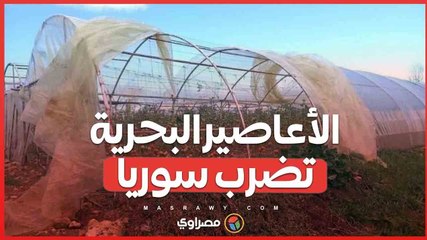 ظاهرة نادرة تضرب سوريا .. تنانين بحرية تتسبب في أضرار مادية متكررة