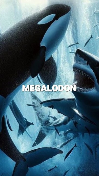 Who Would WIN In a Fight_ _megalodon _scary _scarystory  _orca _orcaencounter _shorts(720P_HD)