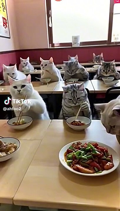 Beautiful cats
