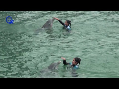 #VamosDeViaje Conoce el delfinario del Cayo Santa María Cuba