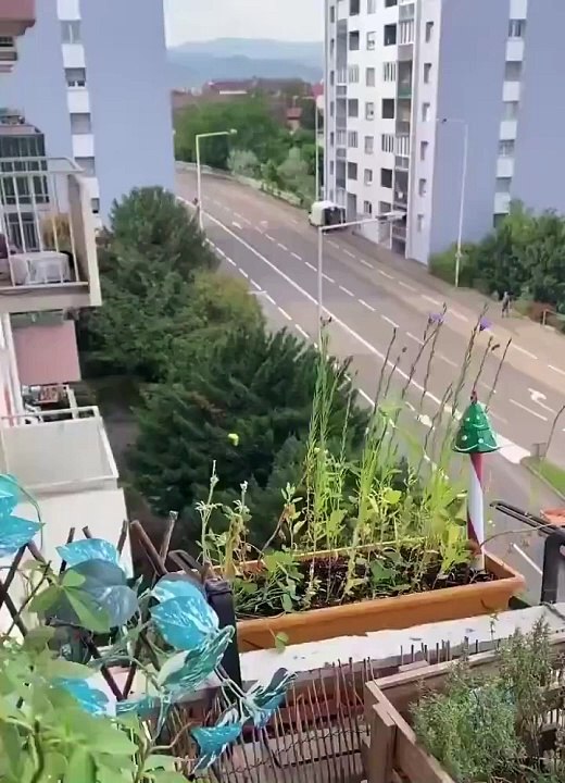 Document : Regardez ce refus d'obtempérer filmé en direct à Colmar avec une moto qui frôle les piétons et qui termine sa course en provoquant un accident