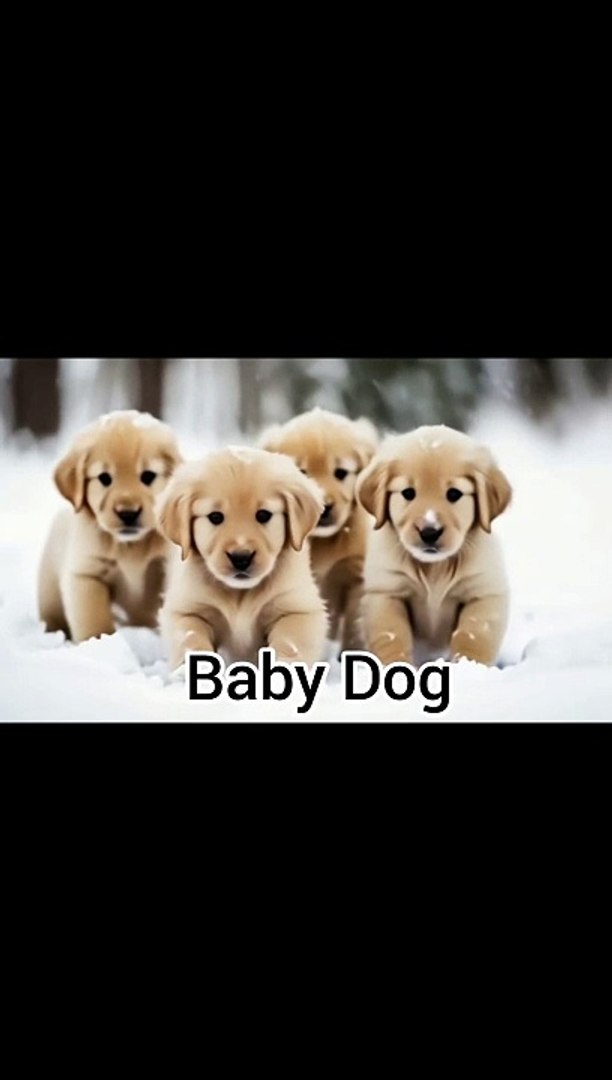 Baby animals ｜ pretty Baby Animals