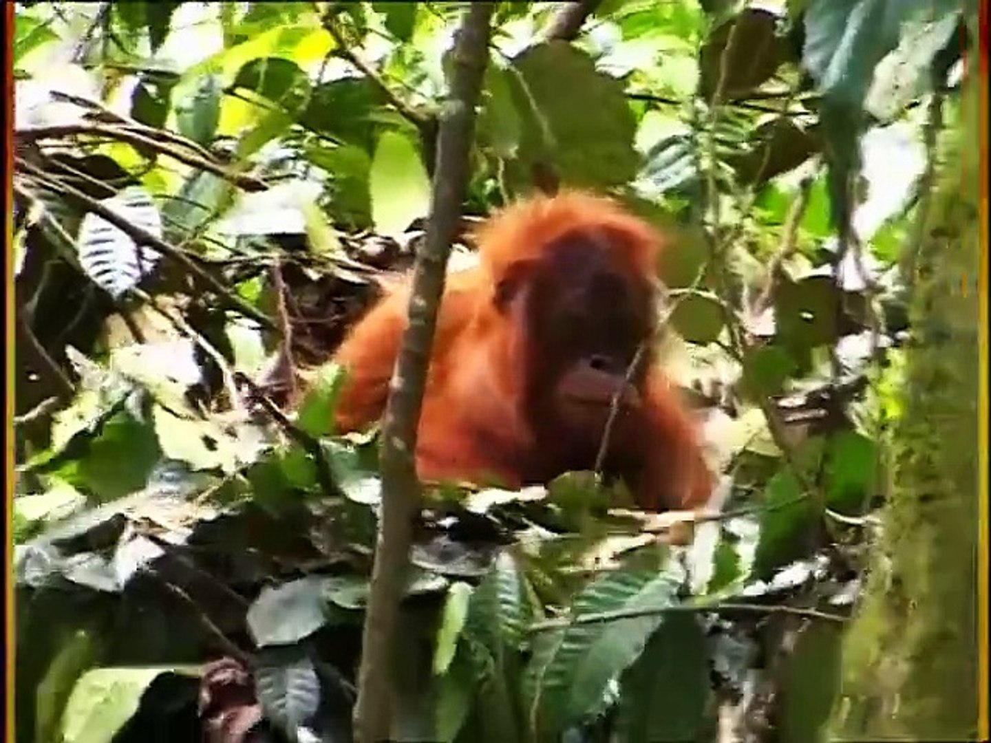 Bindi the Jungle Girl - Not Many Left (2007), image size:1440x1080