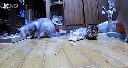 Des chats bien trop nerveux