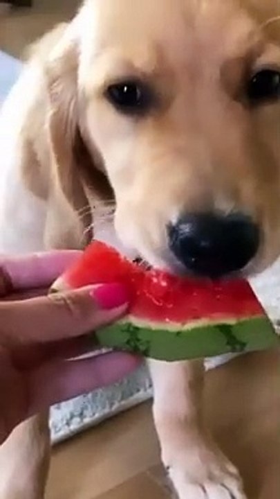 Funniest Pets Ever Part 2 - Cute Baby Dogs and Cats