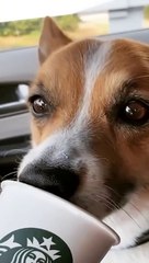 Funniest Pets Ever Part 4 - Cute Baby Dogs and Cats