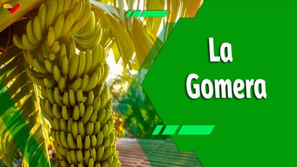 Cultivando Patria | Distribuidora La Gomera producción agrícola y pecuaria al servicio nacional