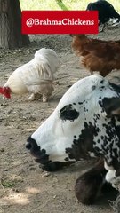 Bantam Rooster and Cow
