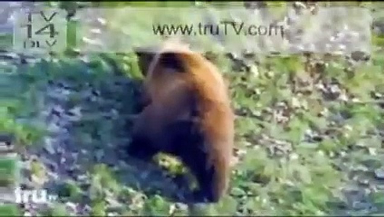 Bear+Attacks+man+in+zoo+(+viewers+discretion+is+advised+)