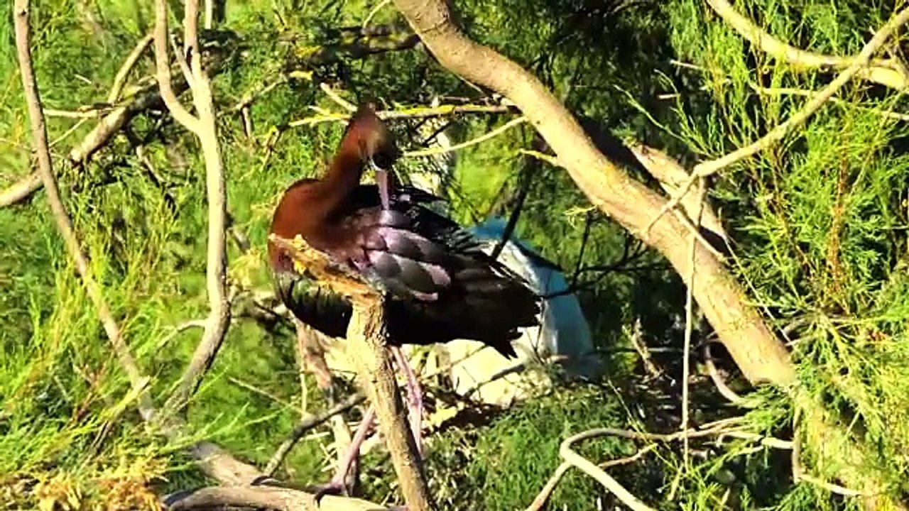 The Greatest BIRD COLLECTION in 8K