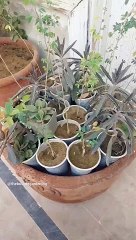 #jungle environment for little plants at home!! #homeplants #containergardening #alovera #garden