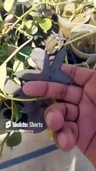 #ipomoea plantcare #purpleflower beautiful #homeplants #containergardening #gardening #viral #aloe