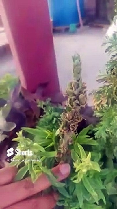 #snapdragon k pods kese zadah kren #gardening #containergardening #homeplants
