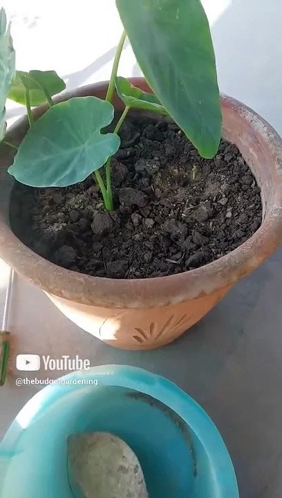 5000 rupees cocopeat wasted  #homeplants #gardening #containergardening #viral #garden