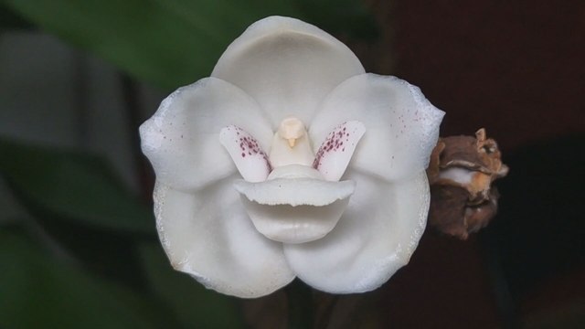 Celebran el Festival Nacional de la Flor del Espíritu Santo en Las Minas