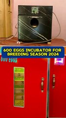 Incubator Available For Breeding Season 2024-25 100% Results Of Hatching #incubator